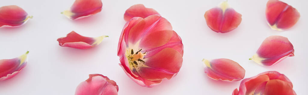 tulipanes y pétalos rosados esparcidos sobre fondo blanco, plano panorámico
 - Foto, imagen