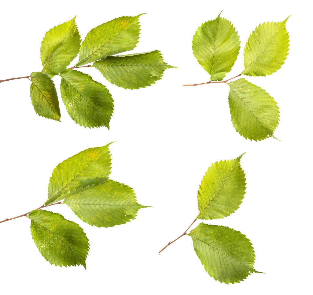 Ulmenzweig mit grünen Blättern, isoliert. Grünes Laub auf Zweigen, auf einem isolierten weißen Hintergrund - Foto, Bild
