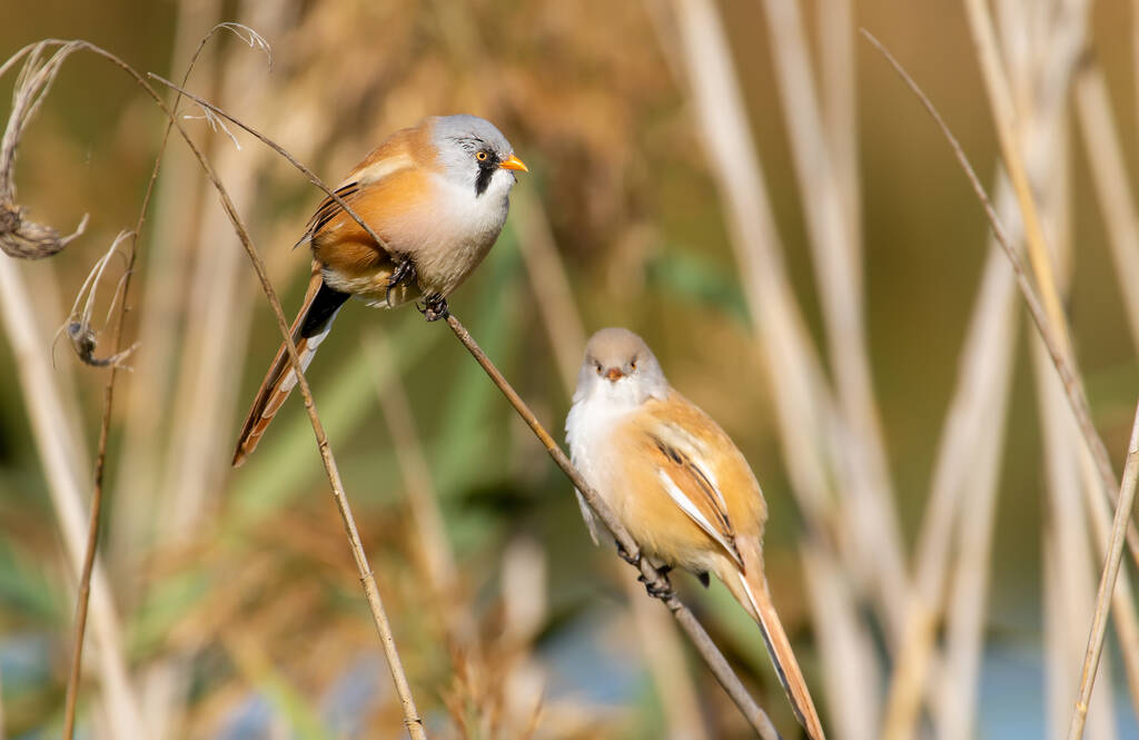 Bearded tit, panurus biarmicus. A male bird climbs in the early morning on reeds on the riverbank in search of food. The female in the picture is in defocus. The focus is on the male - 写真・画像