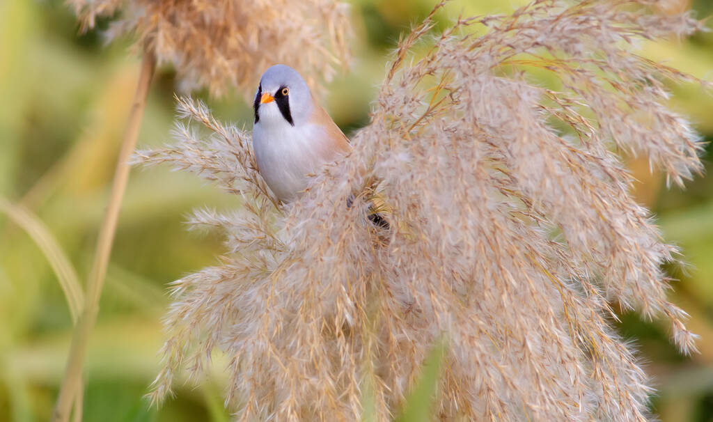 Bearded tit, Panurus biarmicus. A male bird sits on the top of a reed. Soft diffused light - Fotoğraf, Görsel