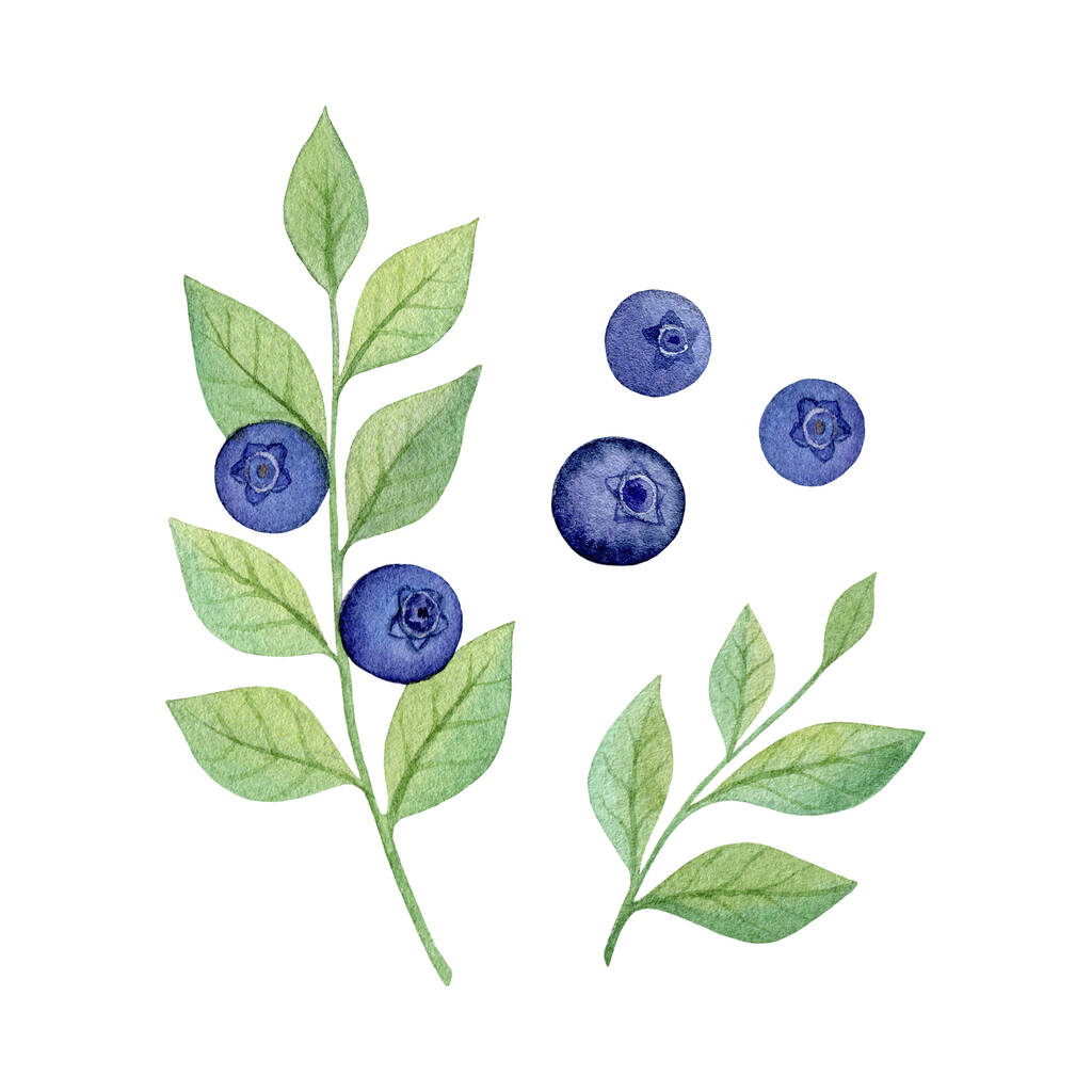 Υδατογραφία blueberries κλαδί με πράσινα φύλλα, απομονώνονται σε λευκό φόντο. Ώριμο άγριο μούρο. Χειροποίητη απεικόνιση - Φωτογραφία, εικόνα