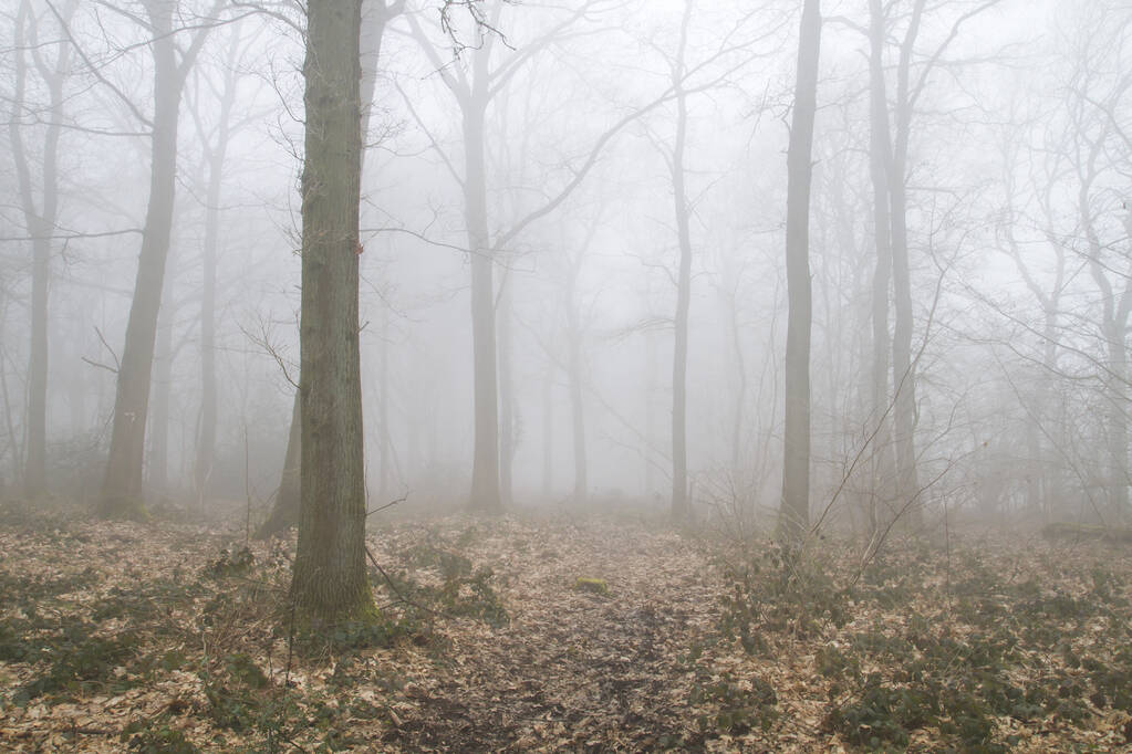 fog in the woods  - Photo, Image