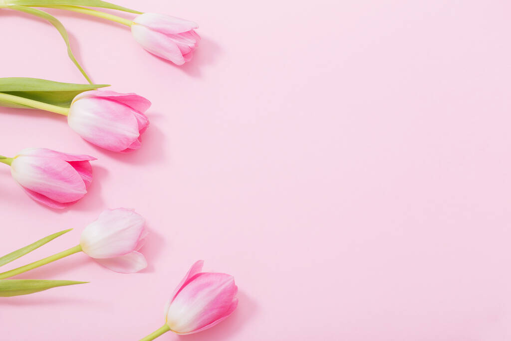 belas tulipas rosa no fundo rosa
 - Foto, Imagem
