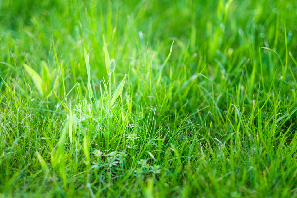 Φρέσκο πράσινο γρασίδι σε εξωτερικούς χώρους ημέρα του καλοκαιριού - Φωτογραφία, εικόνα