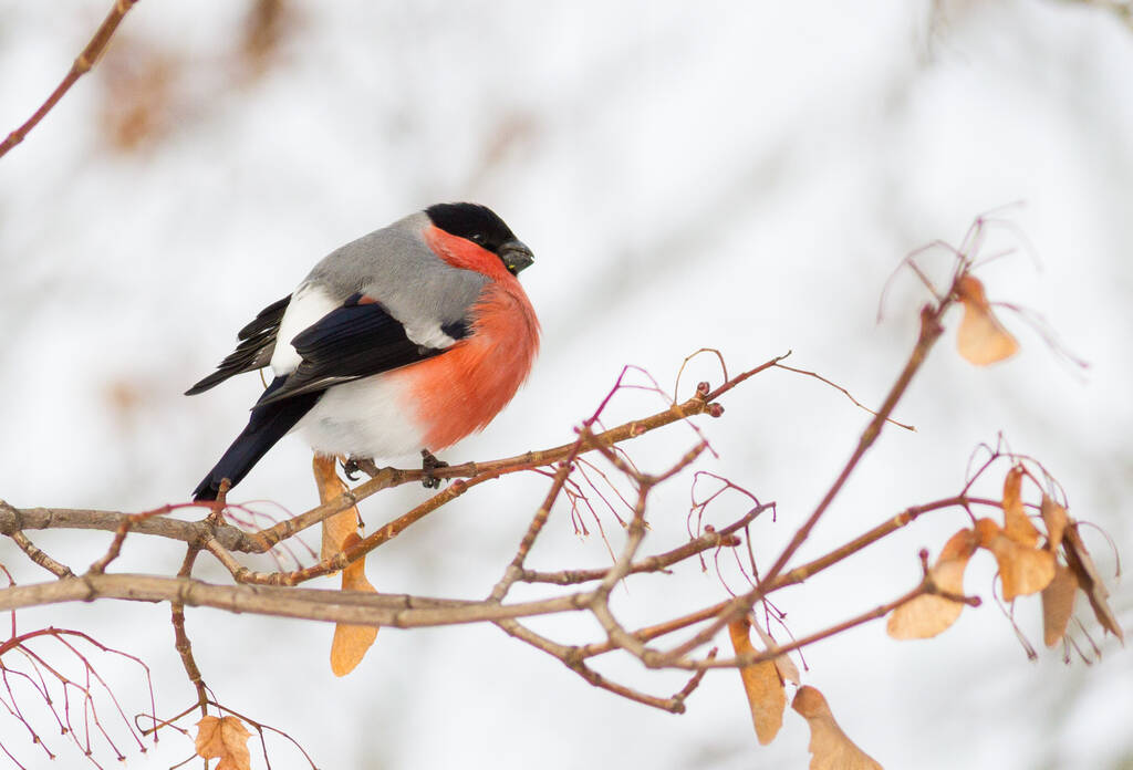Onzin, Pyrrhula. Zonnige winter ijzige ochtend. Bullfinch zit op een tak die bedekt is met ijzel. Vogels eten boomzaden. - Foto, afbeelding