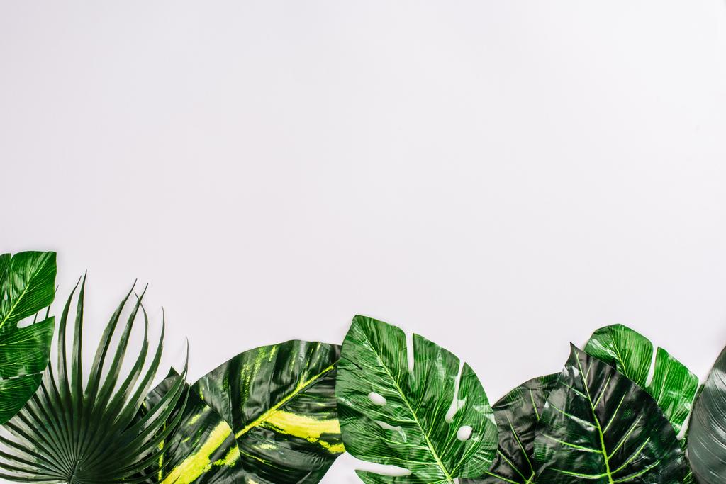 Верхний вид зеленых листьев тропических растений на белом фоне
 - Фото, изображение