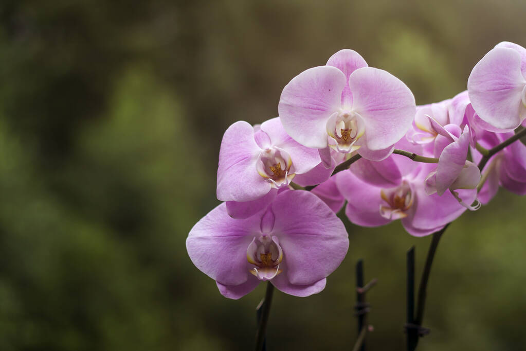 mot orchideeën roze bloemen  - Foto, afbeelding