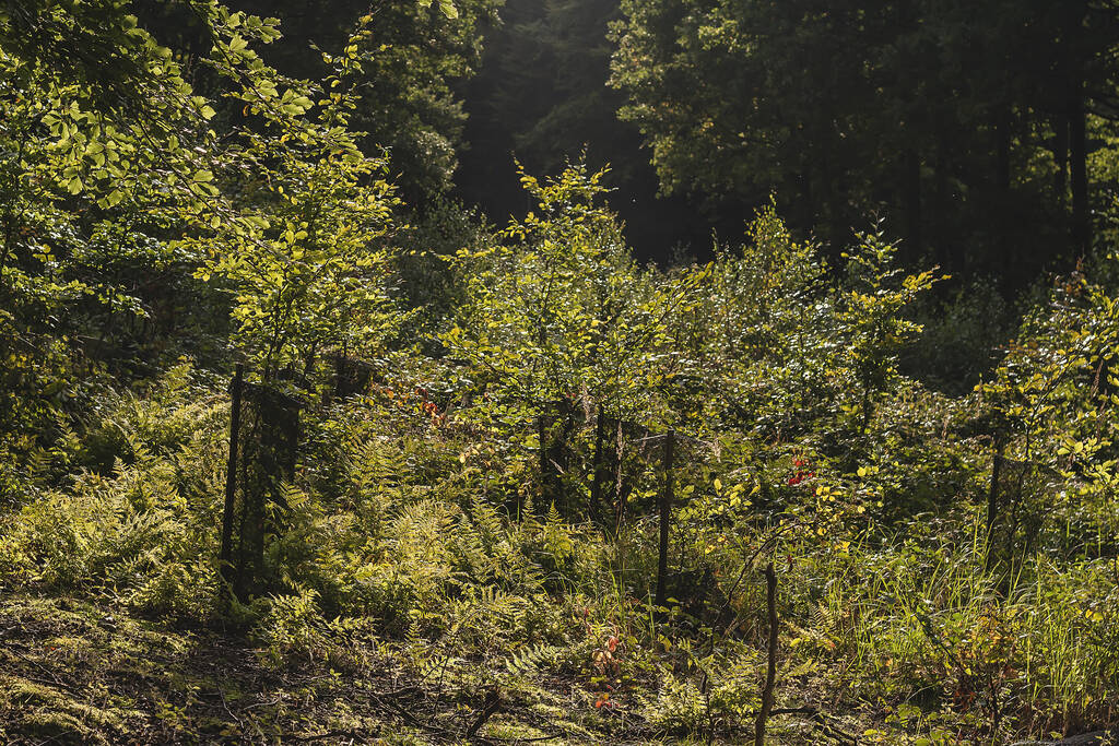 bosque verde a la hora de verano
  - Foto, Imagen