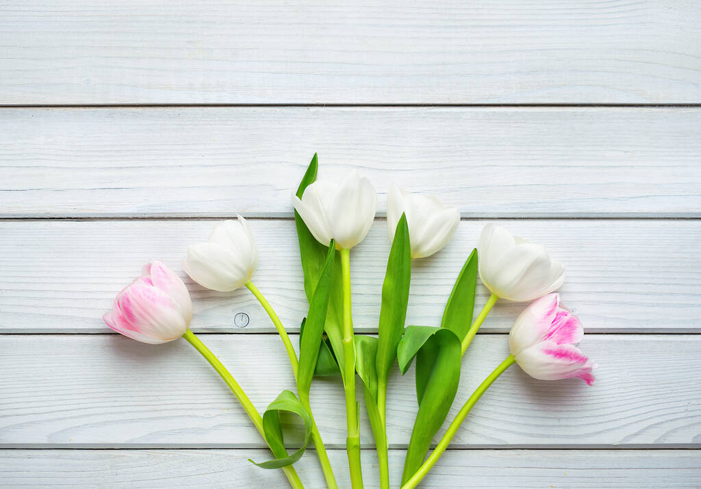 Holiday spring background. White-pink tulip flowers on white wooden backdrop.  Greeting card with copy space for Valentine's Day, Woman's Day and Mother's Day. Top view. - Photo, Image