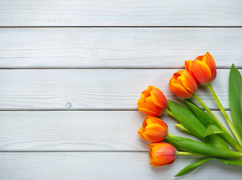 春の休日の背景。白い木の背景にオレンジ色のチューリップの花。バレンタインデー、女性の日、母の日のコピースペース付きグリーティングカード。トップ表示. - 写真・画像