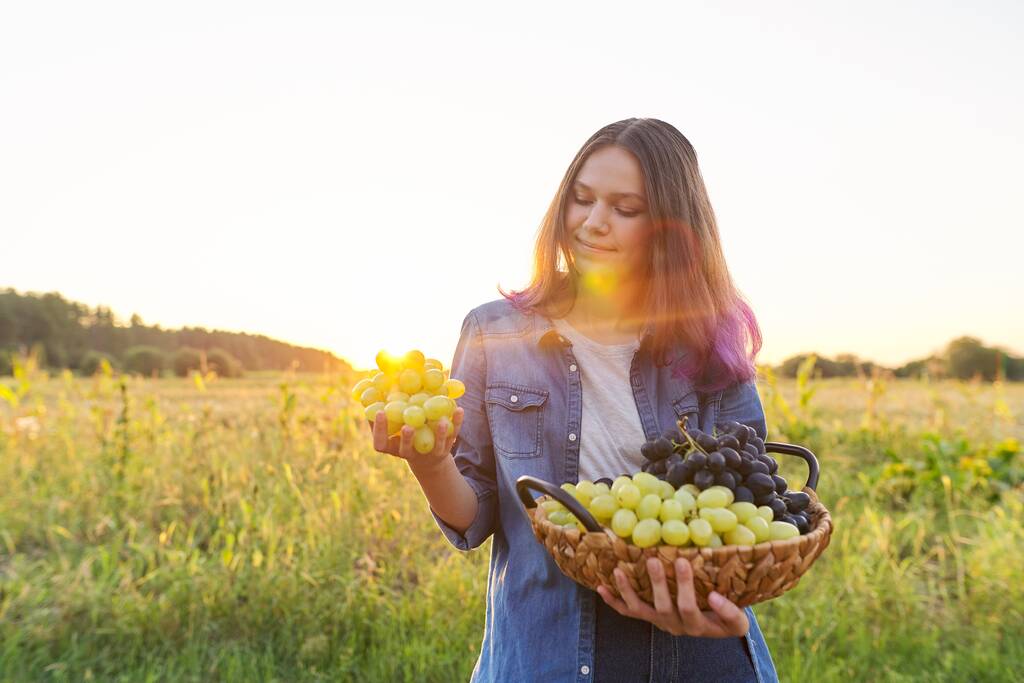 Menina adolescente sorridente bonita com cesta com colheita de uvas verdes e azuis, feminino no fundo da paisagem natural do país, pôr do sol, espaço de cópia
 - Foto, Imagem