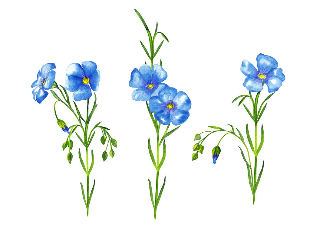 Clipart realistinen pellava kasveja. Värikäs herkkä niitty sinisiä kukkia ja silmut vihreät varret. Vesiväri käsin maalattu eristetty elementtejä valkoisella pohjalla
. - Valokuva, kuva