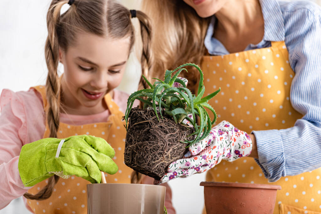La madre che mette l'aloe a vaso da fiori vicino a figlia felice con attrezzo di giardinaggio in cucina
 - Foto, immagini