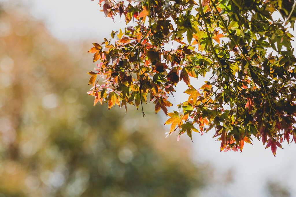Осенние цвета на японском кленовом дереве с красными и оранжевыми листьями на открытом воздухе во дворе в Австралии
 - Фото, изображение