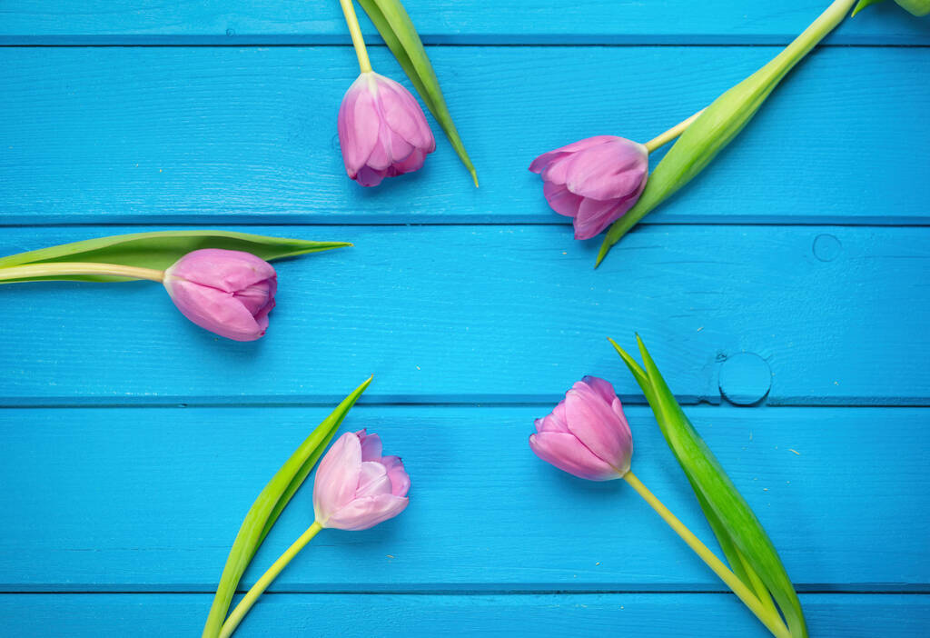 Весенний фон праздника. Рамка красочных цветов тюльпана расположены на синем деревянном фоне. Открытки с копировальным местом на День Святого Валентина, Женский день и День Матери. Вид сверху
. - Фото, изображение