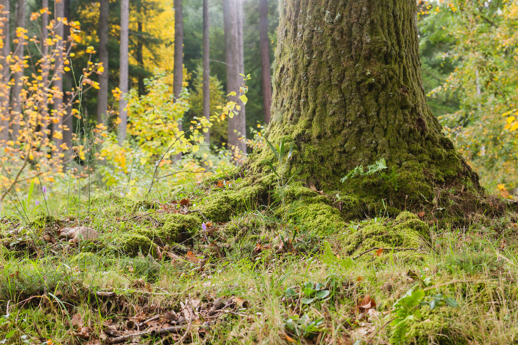 OLd дерев'яна нога з мохом в автентичному лісі
  - Фото, зображення