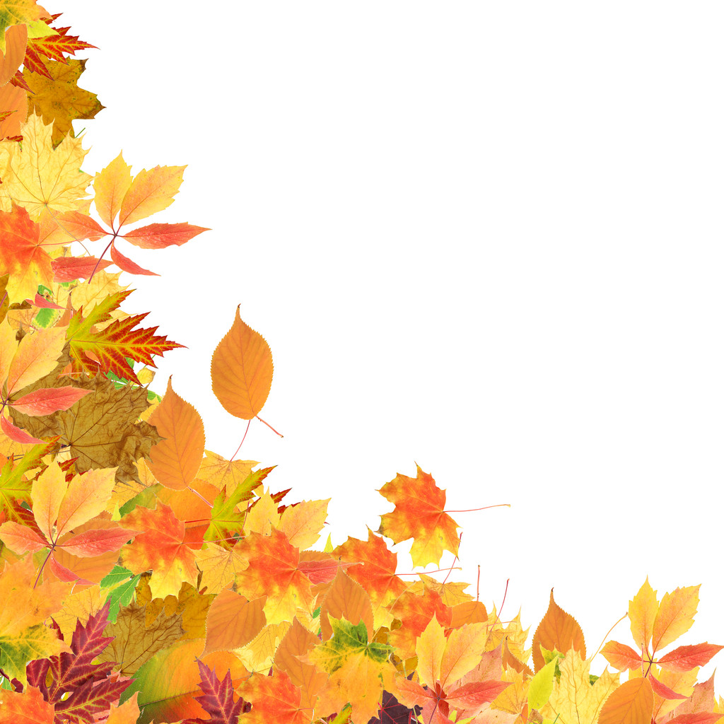 schöne farbige Herbstblätter isoliert auf weiß - Foto, Bild