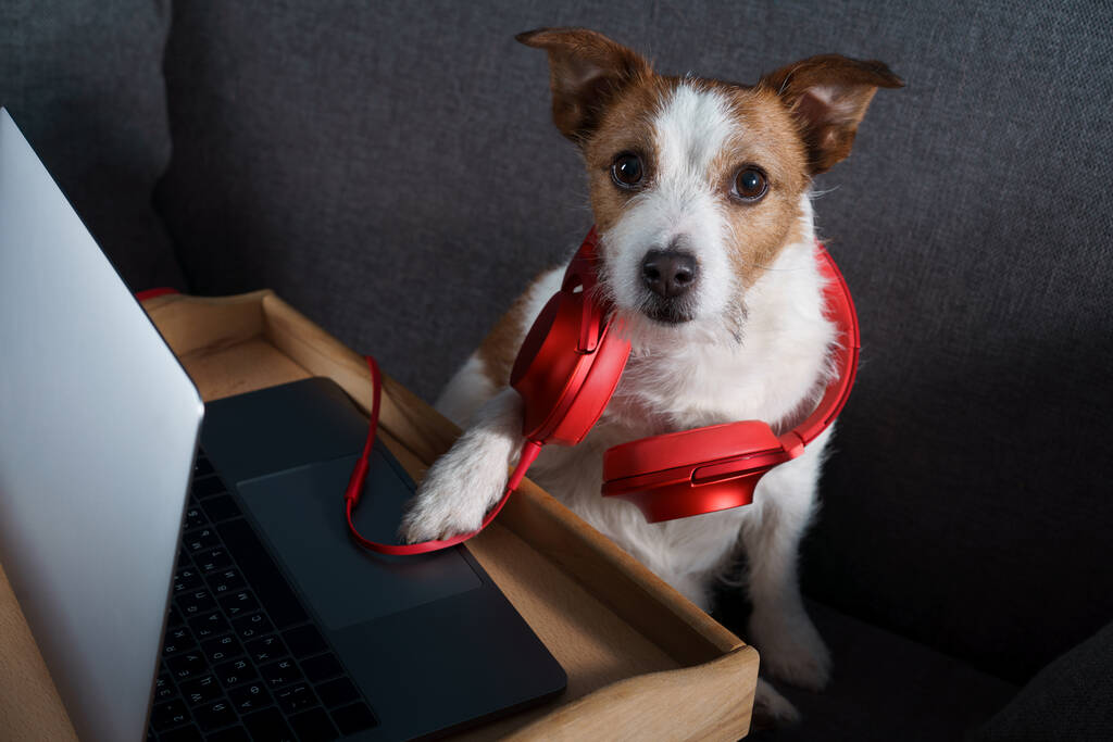 Un chien assis sur un canapé. Jack Russell Terrier avec un ordinateur portable. Travail à domicile, isolement, épargne
 - Photo, image