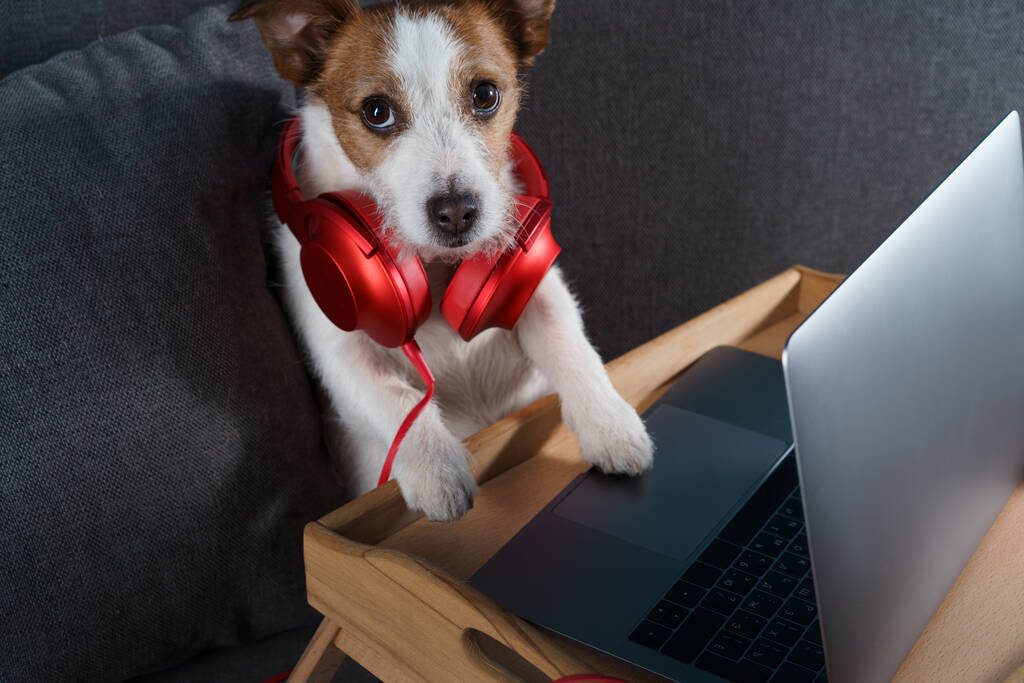 犬がソファに座っている。ジャック・ラッセル・テリアノートパソコン付き。家で仕事、隔離、救う - 写真・画像