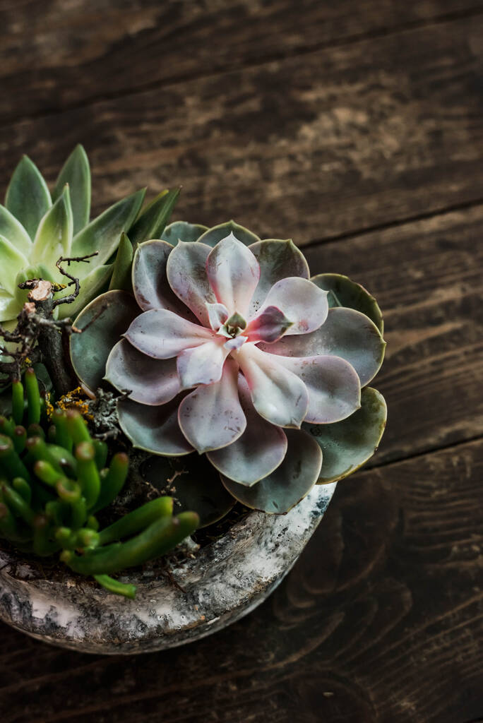 Succulente in vaso su vecchio fondo di legno scuro
 - Foto, immagini