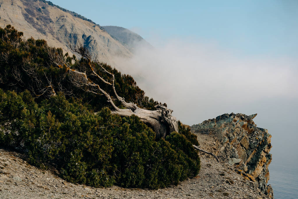 Un árbol de enebro con un frondoso árbol de coníferas deformado por ráfagas de viento crece en un acantilado rocoso rocoso en la Reserva Natural de Utrish en Rusia. Niebla del mar se acerca a las montañas en la distancia
. - Foto, Imagen