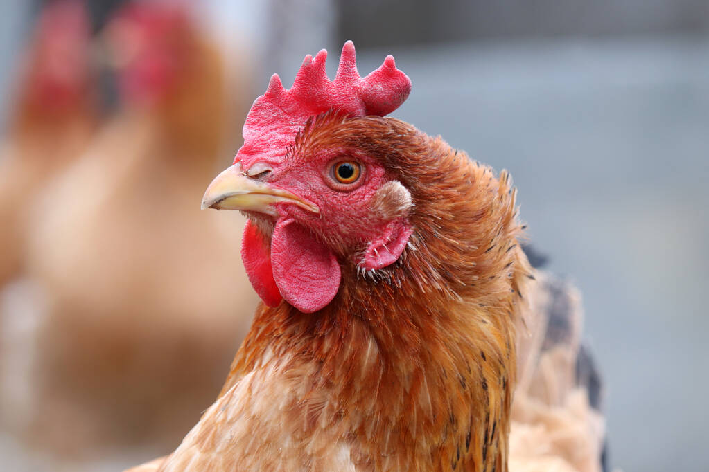Κοτόπουλο στη φάρμα, ιδέα για πουλερικά. Καφέ πορτρέτο κότας - Φωτογραφία, εικόνα