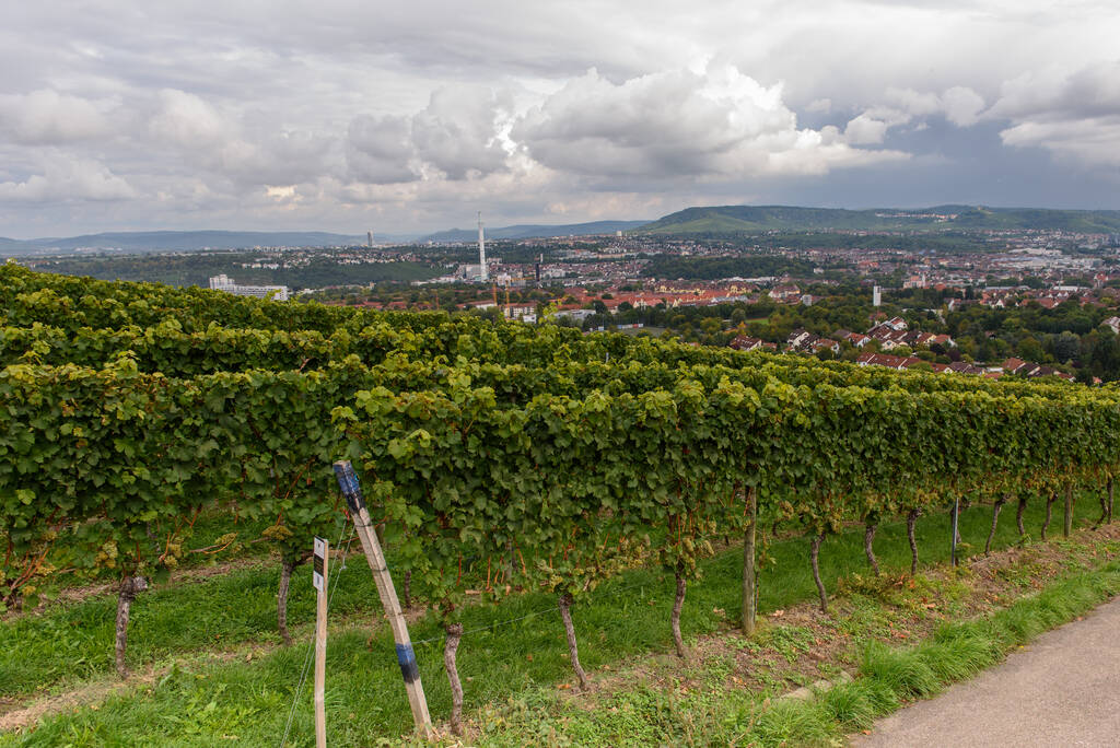 πράσινη κόκκινη κοιλάδα των σταφυλιών αγρόκτημα καλλιέργεια θερινής συγκομιδής γεωργία Stuttgart Γερμανία - Φωτογραφία, εικόνα