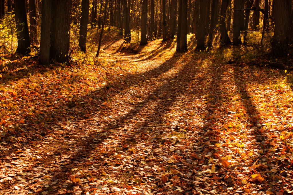 秋の森のぼかし。秋の公園 - 写真・画像