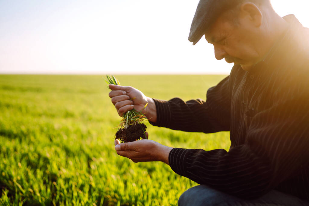 Jonge tarwe ontspruit in de handen van een boer. De boer beschouwt jonge tarwe in het veld. Het begrip landbouwbedrijf. - Foto, afbeelding