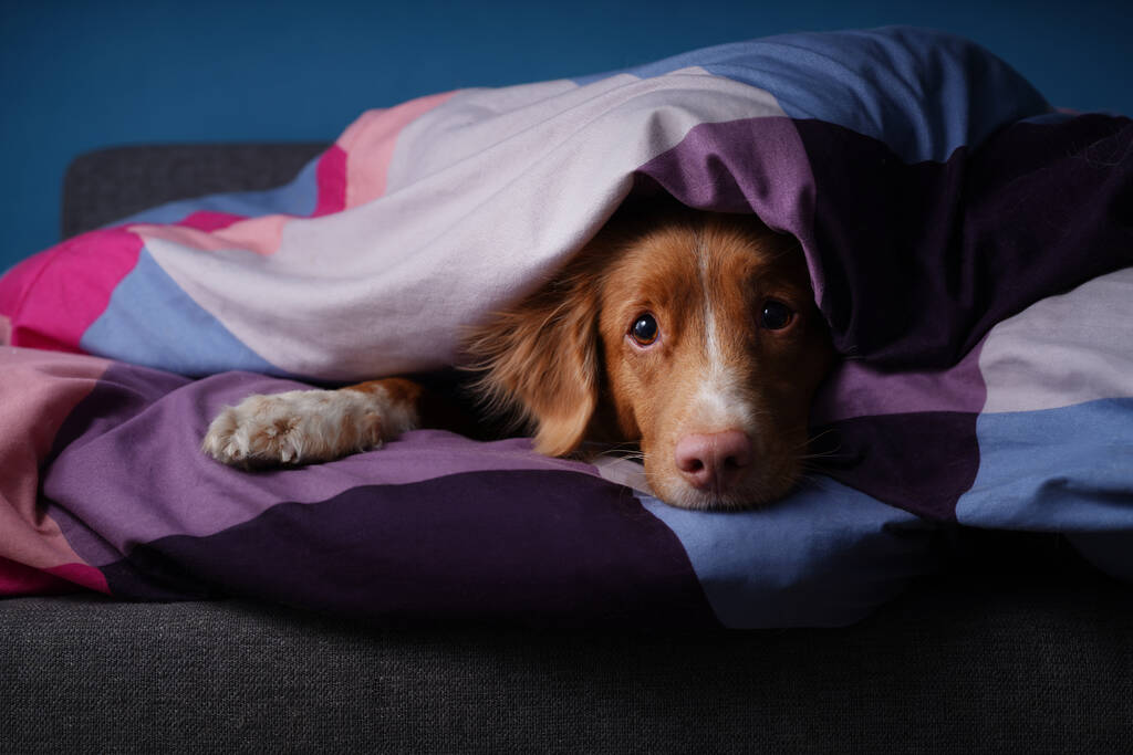 Σκύλος στο κρεβάτι με χρωματιστά σεντόνια. Το κατοικίδιο ζώο χαλαρώνει, ξεκουράζεται. - Φωτογραφία, εικόνα