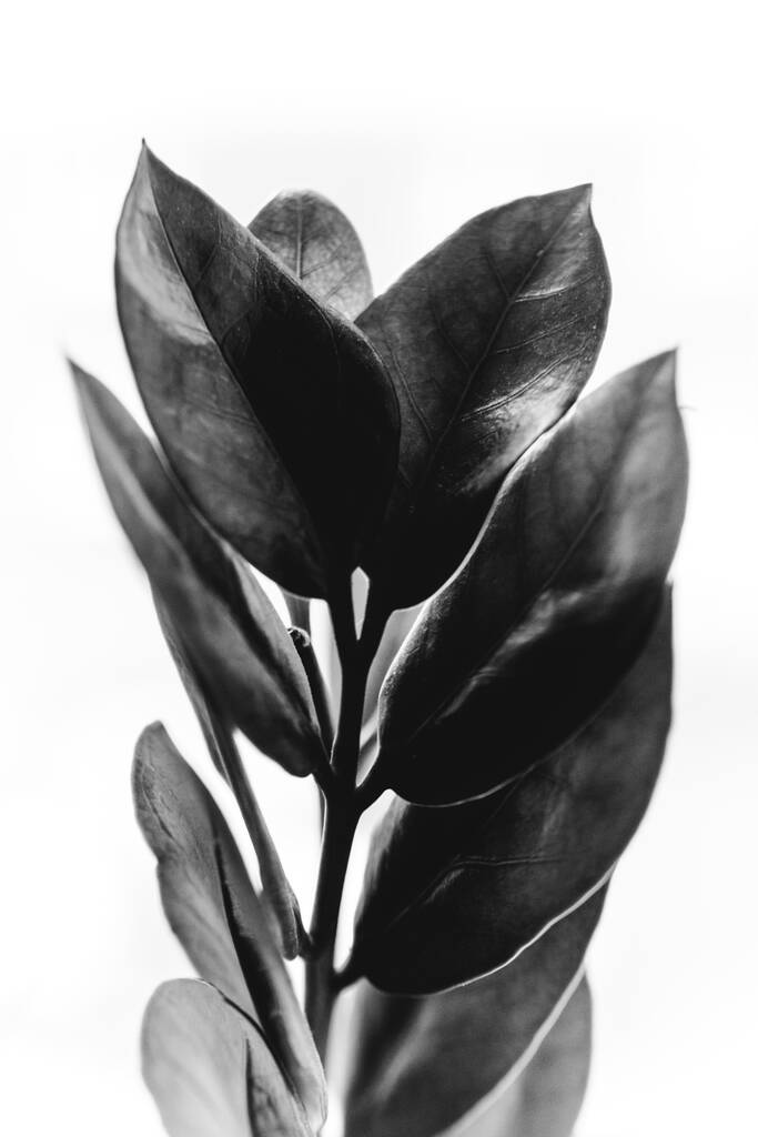 estudio foto flores y plantas en blanco y negro, flores sobre fondo blanco
 - Foto, Imagen