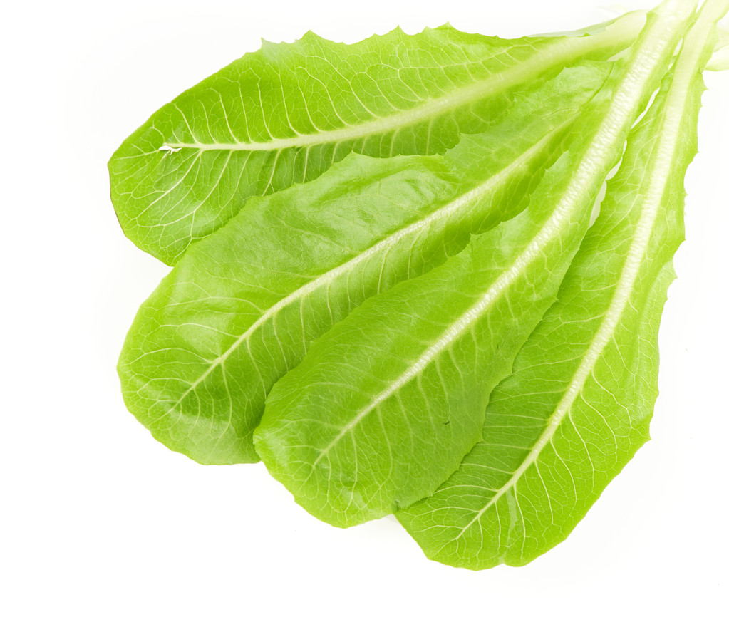 hojas frescas de ensalada verde - Foto, Imagen