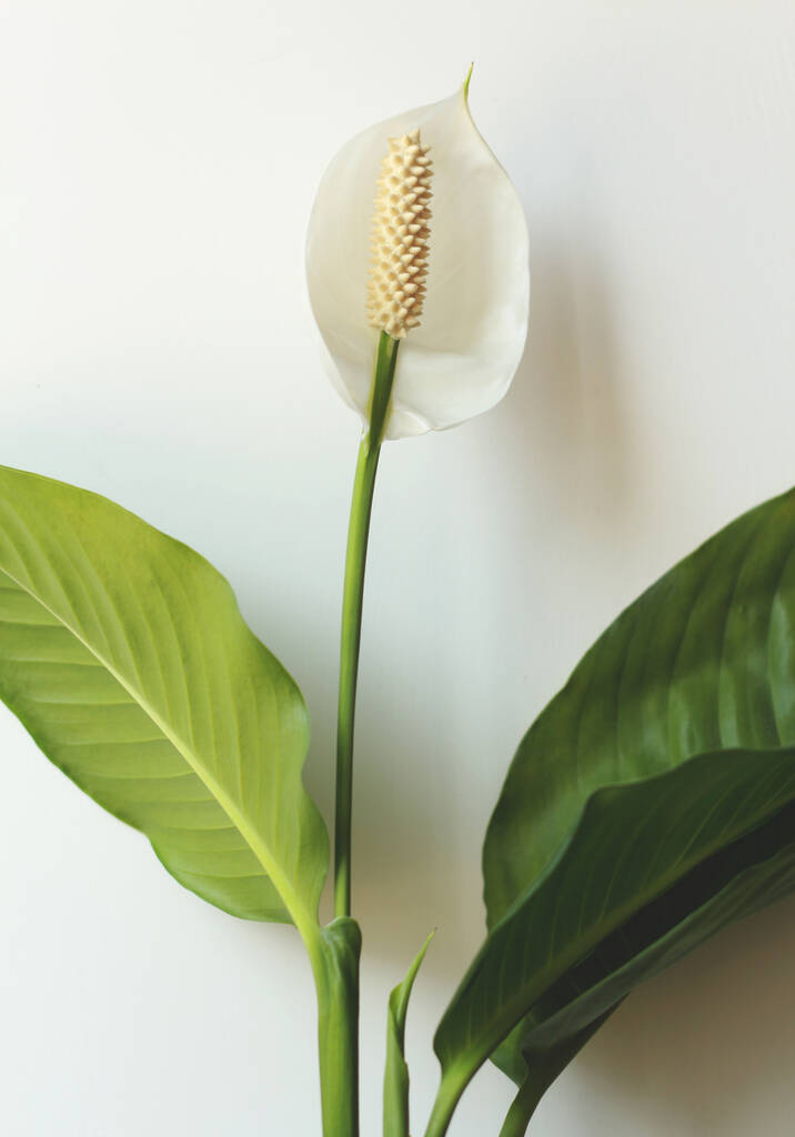 Valkoinen kaunis kukka vihreät lehdet
 - Valokuva, kuva