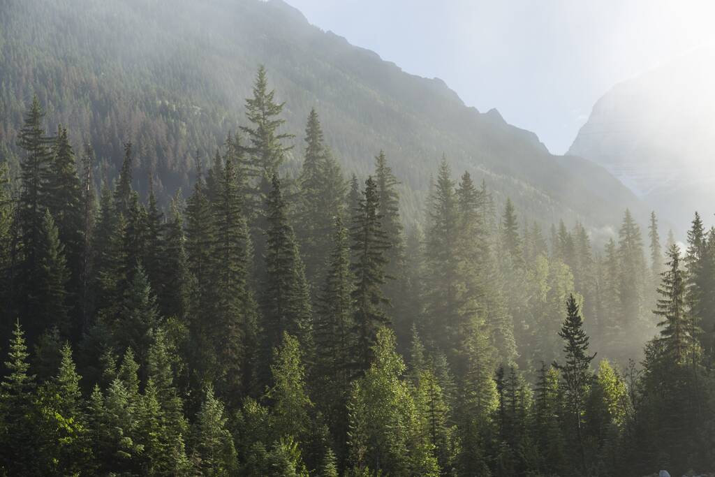 fenyőerdő a nyár folyamán Kanadában - Fotó, kép