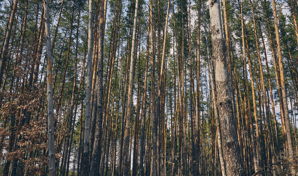 Высокие вечнозеленые хвойные деревья, растущие в лесу
 - Фото, изображение