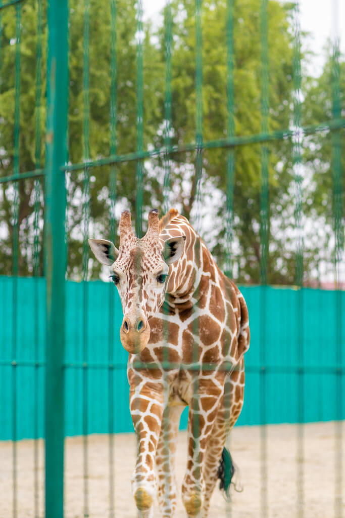 Jirafa en el zoológico, detrás de la jaula. Fotografía de cerca - Foto, Imagen