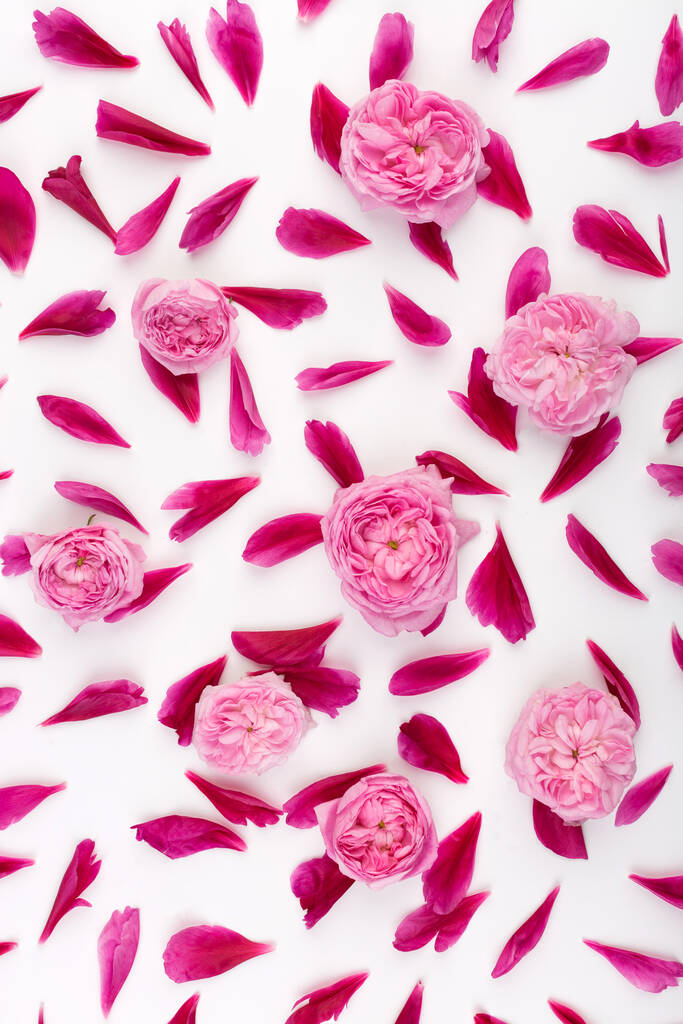 Blick von oben auf Blütenblätter von rosa Pfingstrosen und rosa englischen Rosen auf weißem Hintergrund. Konzept der Liebe. Weibliches Federmuster. Flache Lage. - Foto, Bild