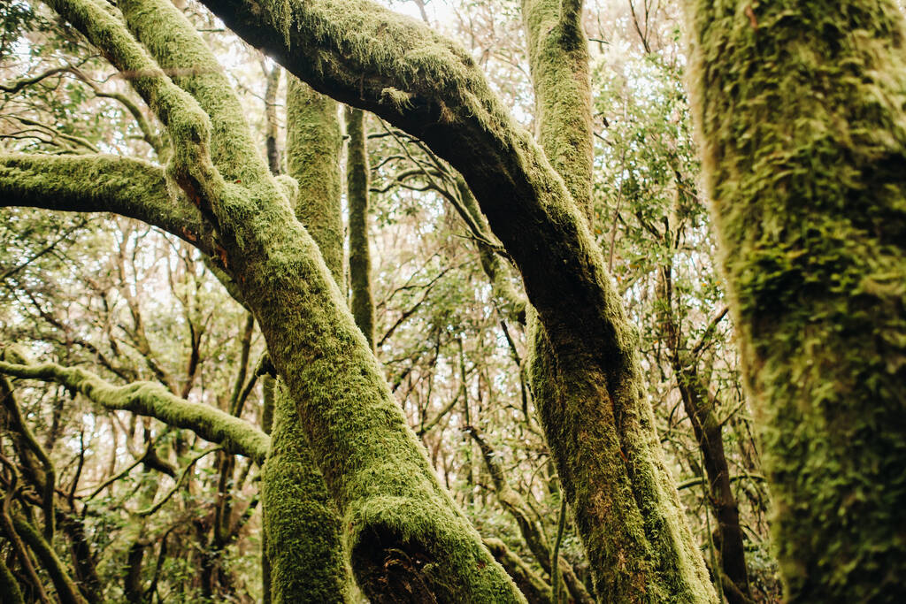 Garajonay Ulusal Parkı, defne ormanı, Laurisilva, La Gomera, Kanarya Adaları İspanya  - Fotoğraf, Görsel