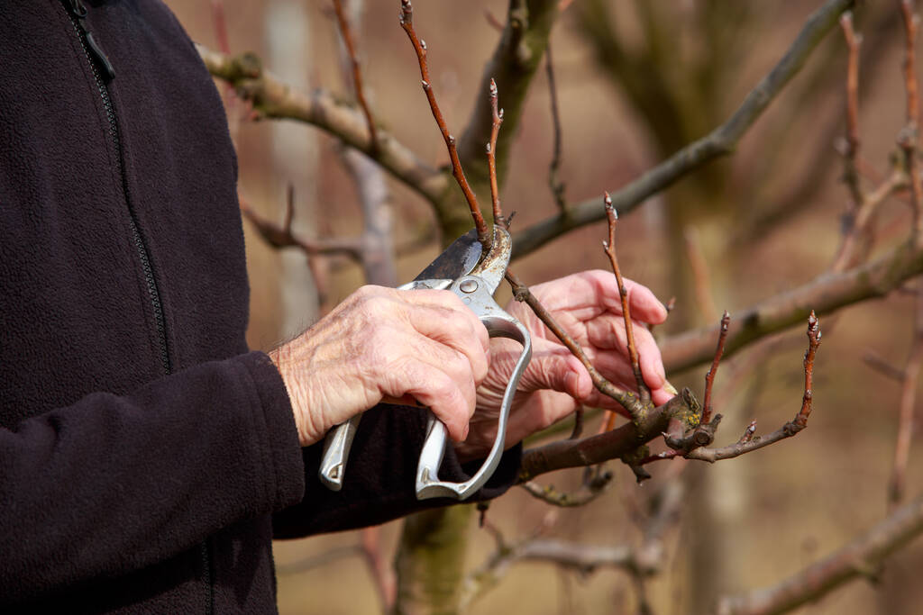 prořezávání stromů na jaře zahradní nůžkou - Fotografie, Obrázek
