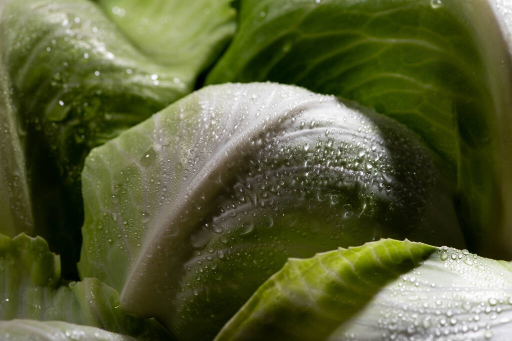 close up view of wet green cabbage leaves - Photo, Image