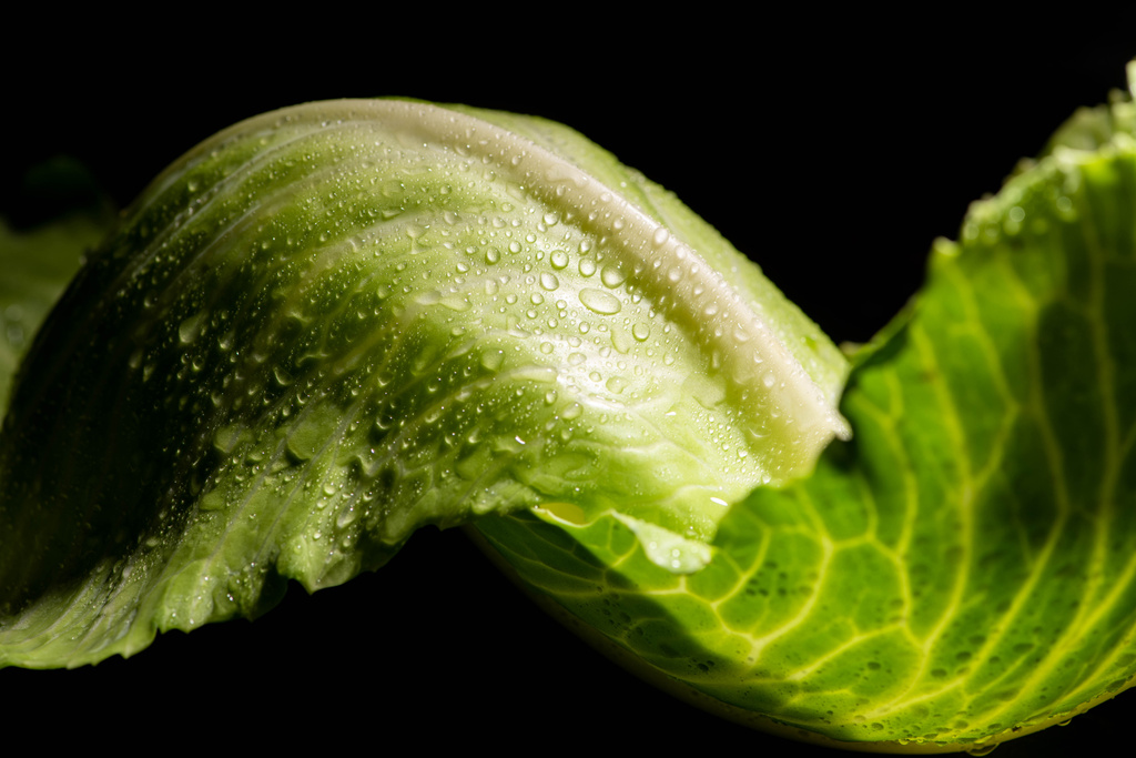 close up view of wet green cabbage leaves isolated on black - Photo, Image