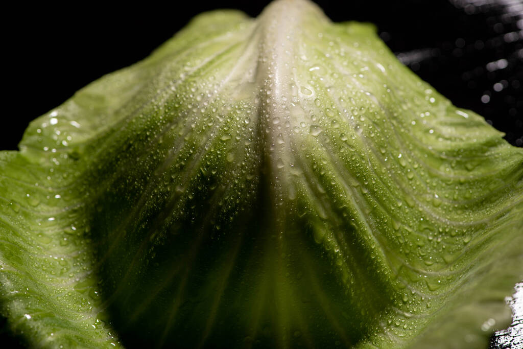 primer plano vista de hoja de col verde mojado en negro
 - Foto, Imagen