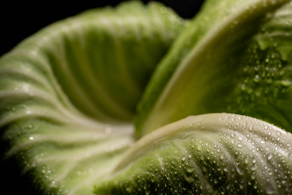 закрытый вид на мокрый лист зеленой капусты, изолированный на черном
 - Фото, изображение