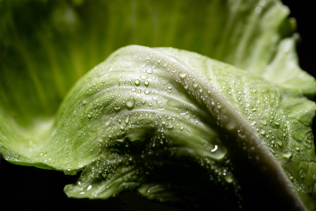 Islak yeşil lahana yaprağının yakın görüntüsü - Fotoğraf, Görsel
