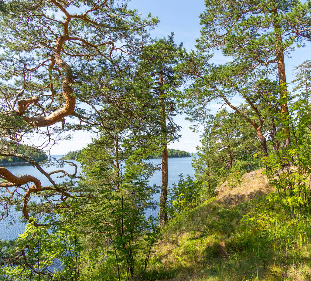 Pinos en las orillas rocosas. Skerries en Lago Ladoga
. - Foto, Imagen