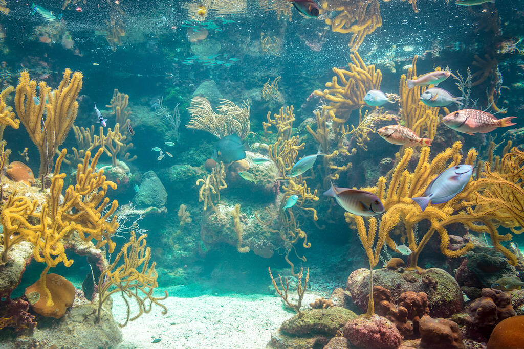Arrecife de coral y sus habitantes en un hábitat natural. México.
. - Foto, imagen