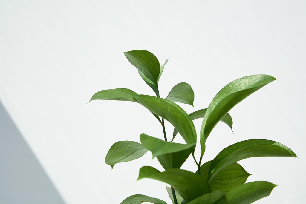 πράσινα και φρέσκα φύλλα κοντά σε λευκό τοίχο  - Φωτογραφία, εικόνα