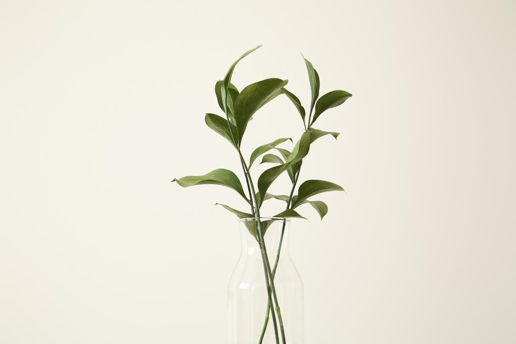 ガラスの花瓶に新鮮な葉を持つ緑の植物  - 写真・画像