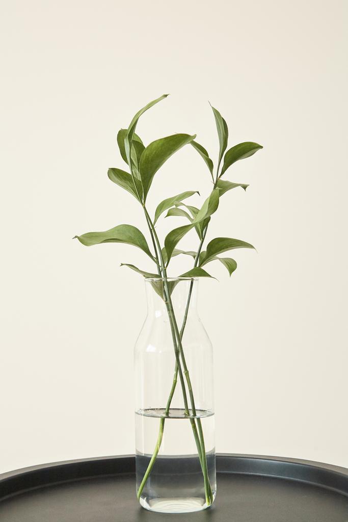 Plantas Verdes Com Folhas Frescas Em Vaso Fotos e imagens sem royalties