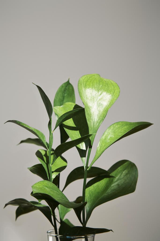 zielona roślina ze świeżymi liśćmi w pobliżu szarej ściany - Zdjęcie, obraz